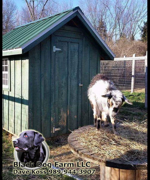 Amish Built Animal Shelters